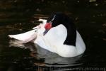 Black-necked swan