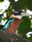 Rufous-bellied kookaburra *