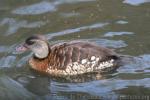 Spotted whistling-duck