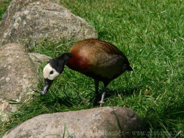 White-faced whistling-duck