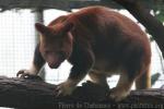 Goodfellow's tree-kangaroo *