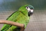 Red-shouldered macaw