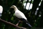 Pied imperial-pigeon