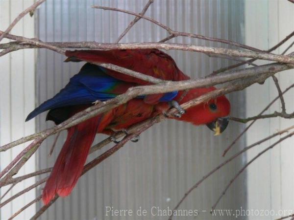 Eclectus parrot *