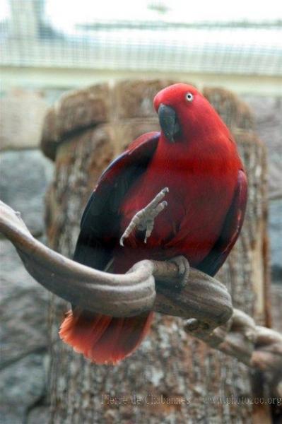 Eclectus parrot *