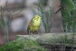 Yellowhammer