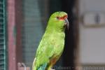 Slender-billed parakeet