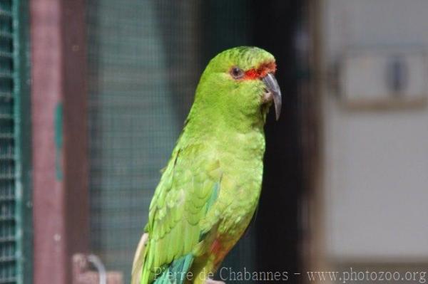 Slender-billed parakeet