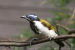 Blue-faced honeyeater