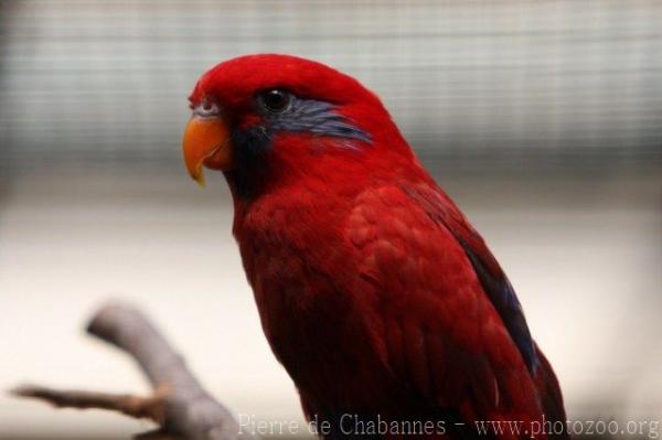 Blue-eared lory