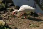 American white ibis