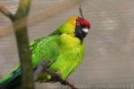 Horned parakeet