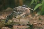 Amazonian sunbittern