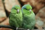 Pacific parrotlet