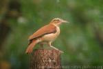 Pale-legged hornero