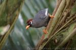 Chestnut-capped laughing-thrush