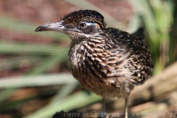 Greater roadrunner