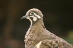 Squatter pigeon