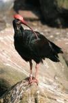 Southern bald ibis