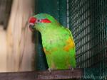 Musk lorikeet