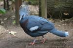 Victoria crowned-pigeon