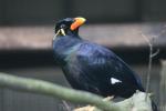 Common hill Myna