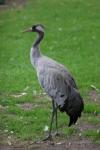 Eurasian crane