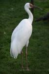 Siberian crane