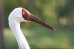 Siberian crane