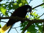 Montezuma oropendola