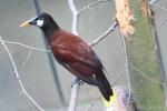 Montezuma oropendola