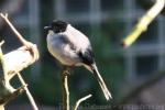 Black-headed sibia *