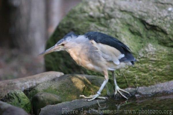 Little bittern