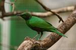 Emerald starling