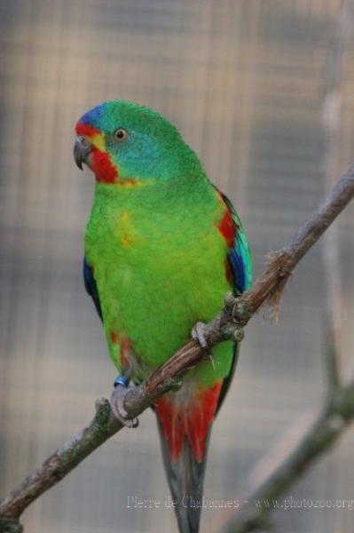 Swift parrot