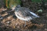 Bar-tailed godwit