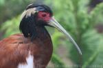 Madagascar crested ibis