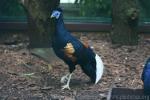 Sumatran crested fireback pheasant