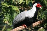 Jones' silver pheasant