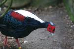 Swinhoe's pheasant