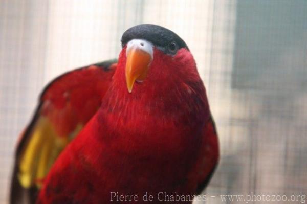 Purple-bellied lory