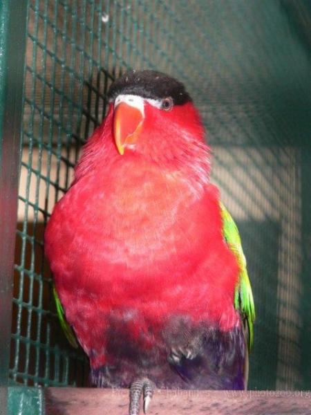 Purple-bellied lory