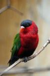 Purple-bellied lory