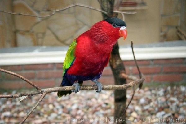 Purple-bellied lory