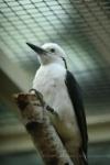 White woodpecker