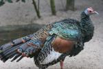 Ocellated turkey