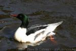 Goosander