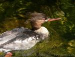 Red-breasted merganser *