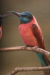 Carmine bee-eater