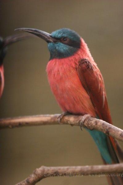 Carmine bee-eater
